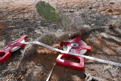 Opuntia caracassana