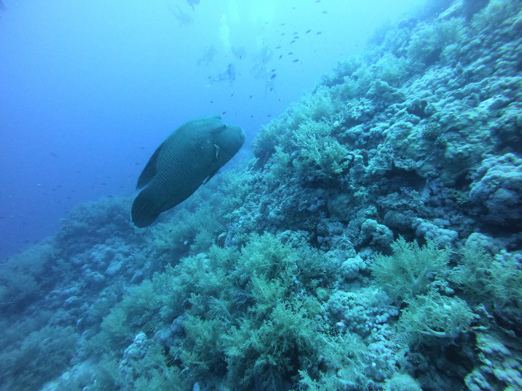 Humphead wrasse