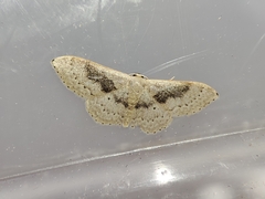 Idaea eugeniata