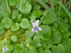 Viola labradorica