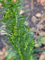 Artemisia biennis