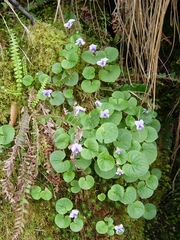 Viola labradorica