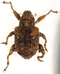 Pseudopinarus