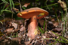 Neoboletus erythropus