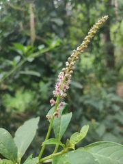 Phytolacca icosandra