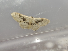 Idaea eugeniata