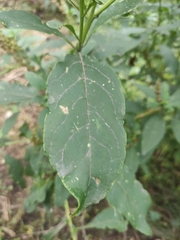 Phytolacca icosandra