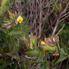 Aspalathus cordata