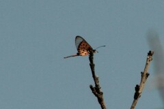 Acraea horta