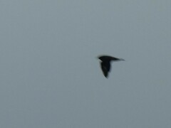 Stercorarius pomarinus