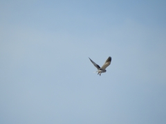 Elanus caeruleus caeruleus