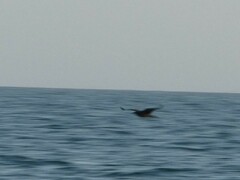 Stercorarius pomarinus