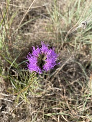 Liatris