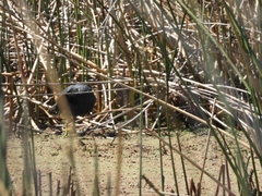 Fulica rufifrons