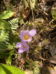 Crocus kotschyanus