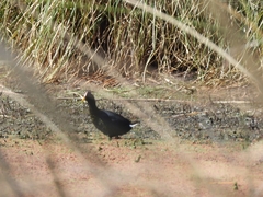 Fulica rufifrons