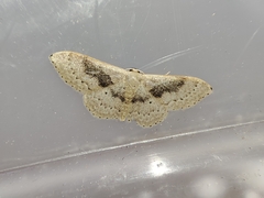 Idaea eugeniata