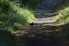 Gallinula chloropus