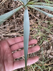 Yucca pallida