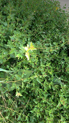 Euphorbia nutans