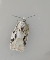 Acleris logiana