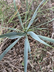 Yucca pallida