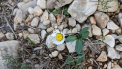 Bellis sylvestris