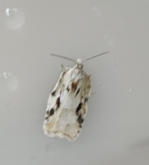 Acleris logiana