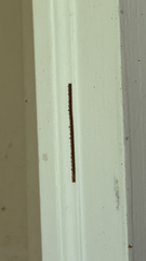 Leptoglossus phyllopus