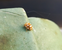 Vibidia duodecimguttata