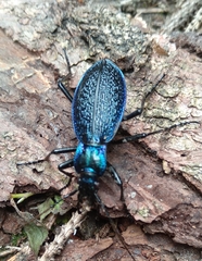 Carabus intricatus