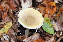 Amanita phalloides