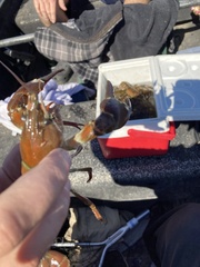 Pacifastacus leniusculus