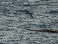 Puffinus mauretanicus