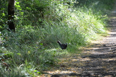 Gallinula chloropus