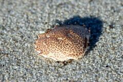 Ovalipes ocellatus