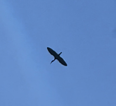 Plegadis falcinellus