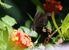 Papilio helenus