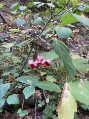 Euonymus occidentalis