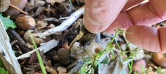 Coprinopsis lagopus