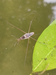 Limnogonus