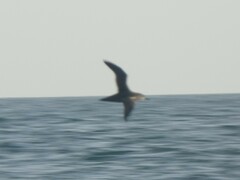 Puffinus mauretanicus