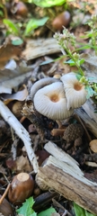 Coprinopsis lagopus