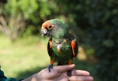 Poicephalus gulielmi