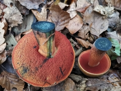 Neoboletus xanthopus