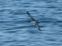 Puffinus mauretanicus