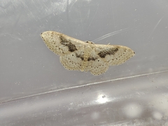 Idaea eugeniata