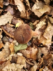 Neoboletus xanthopus