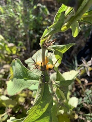 Triosteum aurantiacum