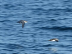 Puffinus mauretanicus